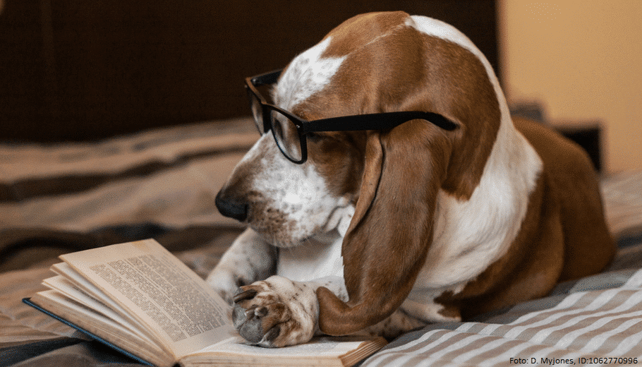 basset hund liest buch auf bett 1