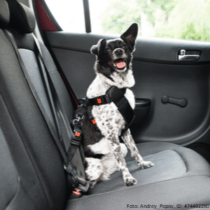 hund im auto angeschnallt