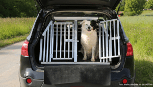 hund in seiner autobox