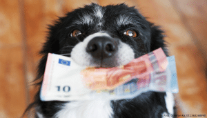 hund mit Geldscheinen im Maul