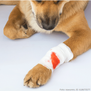 hund mit einem verband