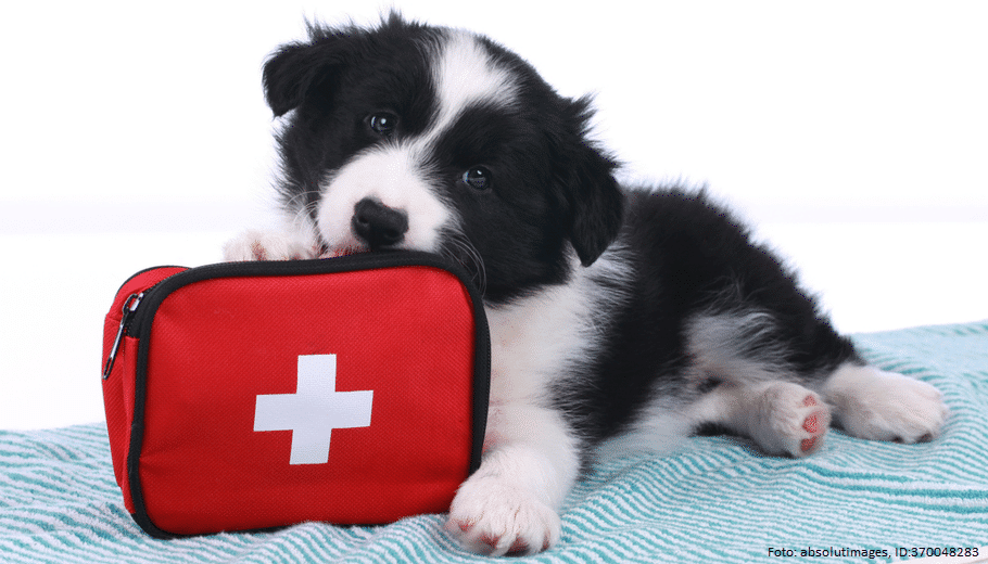 hund mit einer erste hilfe tasche 1