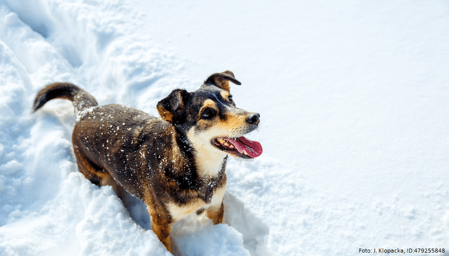 hund mit pfoten im schnee 1