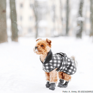 yorkshire terrier mit hundeschuhen 1