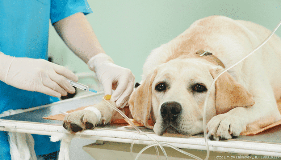 hundekrankenversicherung hund wird geimpft