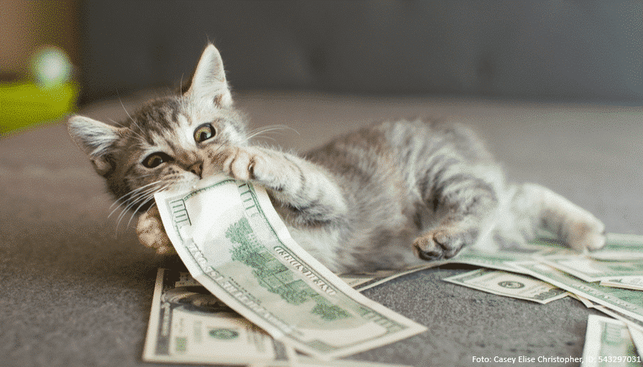 katze mit geld