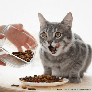 Katze wird mit Katzenfutter gefüttert