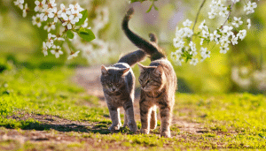 zwei katzen zusammenfuehren